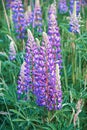 Summer wild lupine flowers in a meadow at sunset. Purple lupine flowers. Summer flower. Vertical photo. Close-up. Royalty Free Stock Photo