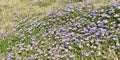 Wild purple flowers grass back ground Royalty Free Stock Photo