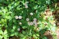 Summer wildflower daisy fleabane Erigeron annuus