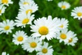 White Oxeye daisy flowers in the summer wildflower garden