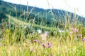 Summer wildflower herb landscape pattern with blurred mountains on background