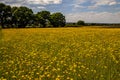 Summer wildflower meadows, Wiltshire, UK.