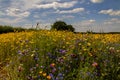 Summer wildflower meadows, Wiltshire, UK. Royalty Free Stock Photo