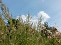 summer wildflowers on blue sky background