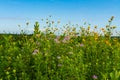 Summer wildflowers