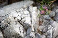 Summer Wildflowers and Limestone Pinnacle of Akiyoshidai