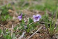 Summer wildflowers look lonely