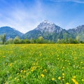 Swiss meadows Royalty Free Stock Photo