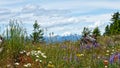 Summer wildflowers