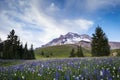 Summer wildflowers on Mt. hood, Oregon