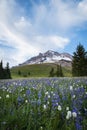Summer wildflowers on Mt. hood, Oregon Royalty Free Stock Photo
