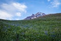 Summer wildflowers on Mt. hood, Oregon Royalty Free Stock Photo