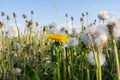 Summer wildflowers. One blossomed yellow dandelion among many white dandelions. Royalty Free Stock Photo
