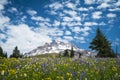 Summer wildflowers on the slopes of Mount Hood, Oregon