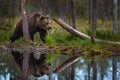 Summer wildlife. Bear standing, sit up on its hind legs, somerr forest with cotton grass. Dangerous animal in nature forest and