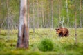 Summer wildlife, brown bear. Dangerous animal in nature forest and meadow habitat. Wildlife scene from Finland near Russian border
