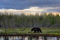 Summer wildlife, brown bear. Dangerous animal in nature forest and meadow habitat. Wildlife scene from Finland near Russian border