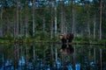 Summer wildlife, brown bear, mirror lake reflection. Dangerous animal in nature forest and meadow habitat. Wildlife scene from