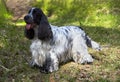 Summer. Wildlife. There is an English Cocker Spaniel on a forest path. The color is blue roan