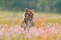 Summer wildlife. Tiger with pink and yellow flowers. Amur tiger running in the grass. Flowered meadow with dangerous animal.
