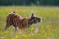 Summer wildlife. Tiger with pink and yellow flowers. Amur tiger running in the grass. Flowered meadow with dangerous animal.