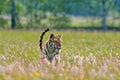 Summer wildlife. Tiger with pink and yellow flowers. Amur tiger running in the grass. Flowered meadow with dangerous animal.