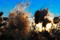 Summer wind on the field. Flowers and seeds, fluffy, blows the wind.