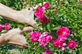 The woman - farmer care and picks a perfume pink rose flowers