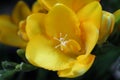 Summer Yellow Bloom Freesia Flower