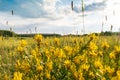 Summer yellow field, blue sunny sky for background