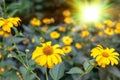 Summer yellow flowers under bright sunlight