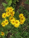 Summer yellow perennial daisy Royalty Free Stock Photo