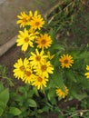 Summer yellow perennial daisy Royalty Free Stock Photo