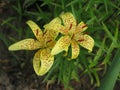 Summer yellow spotted lilies Royalty Free Stock Photo