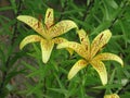 Summer yellow spotted lilies Royalty Free Stock Photo