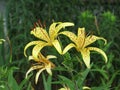 Summer yellow spotted lilies Royalty Free Stock Photo