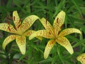 Summer yellow spotted lilies Royalty Free Stock Photo