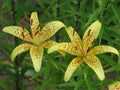 Summer yellow spotted lilies Royalty Free Stock Photo