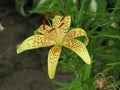 Summer yellow spotted lily Royalty Free Stock Photo