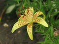 Summer yellow spotted lily Royalty Free Stock Photo