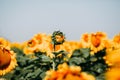 Summer yellow sunflowers field with many flowers under blue sky Royalty Free Stock Photo