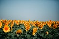 Summer yellow sunflowers field with many flowers under blue sky Royalty Free Stock Photo