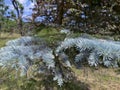 a young branch of a blue spruce with small cones Royalty Free Stock Photo