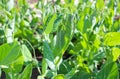 In the summer, young shoots of green peas on the garden bed Royalty Free Stock Photo