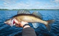 Summer zander fishing Royalty Free Stock Photo