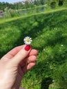 Summerfeeling GÃÂ¤nseblÃÂ¼mchen rednails sea flower Royalty Free Stock Photo