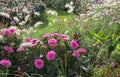 Summerly flower bed with dahlia and decorative grasses