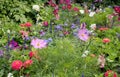 Summerly flowerbed with cosmea, zinnia, salvia and snapdragon Royalty Free Stock Photo