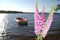 Summernight at lake. The flower digitalis in foreground and lake with rowing boat.