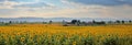 A summers day: sunflower fields stretch to a quaint village on the horizon Royalty Free Stock Photo